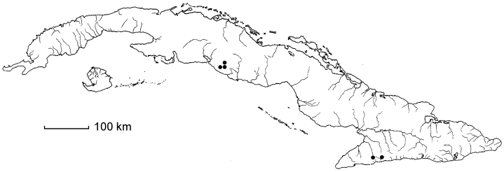 Abarema oppositifolium