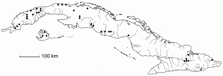 Achlaena piptostachya