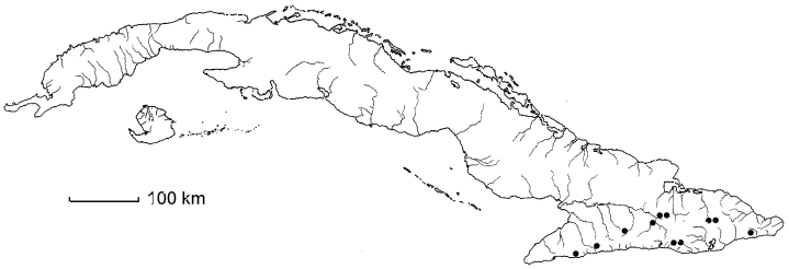 Allophylus racemosus