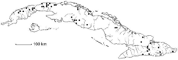 Allosidastrum pyramidatum