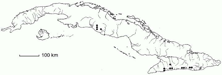 Alsophila balanocarpa