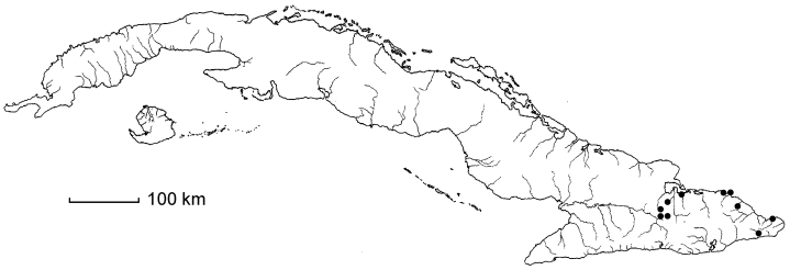 Amyris stromatophylla