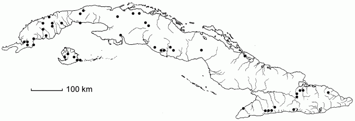 Andropogon virginicus