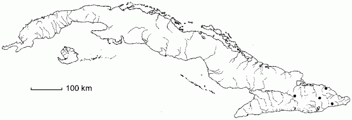 Ardisia grisebachiana