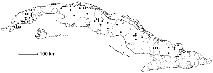 Aristida neglecta subsp. neglecta