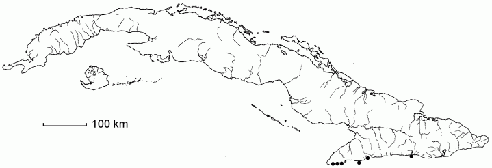 Aristolochia clementis