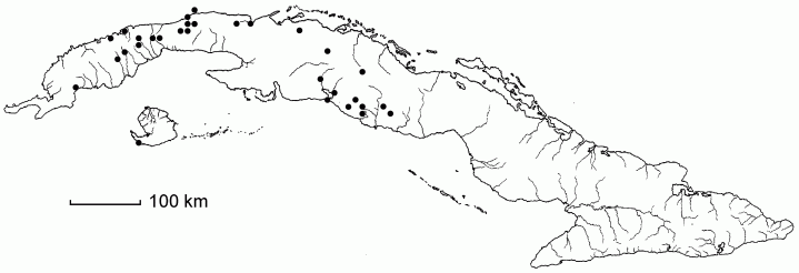 Aristolochia glandulosa