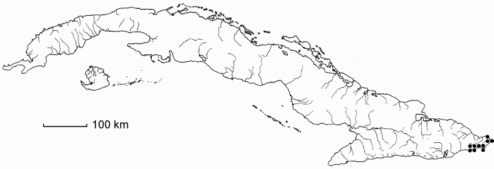 Aristolochia peltata