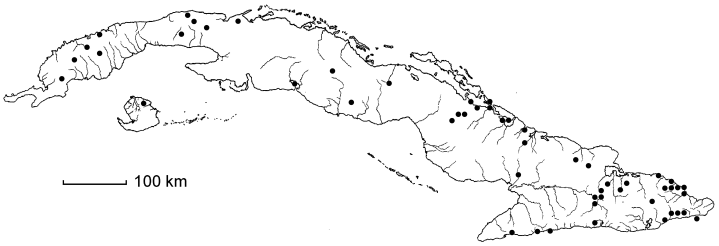 Arthrostylidium farctum