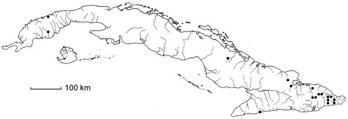 Arthrostylidium sarmentosum
