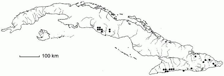 Asplenium auriculatum