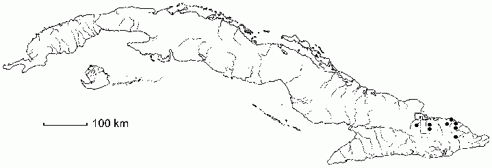 Atopoglossum ekmanii