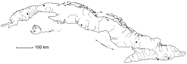 Bambusa vulgaris