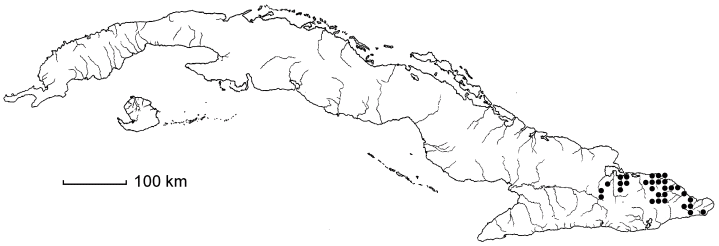 Bisgoeppertia robustior