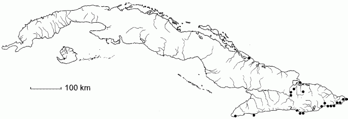 Bonellia stenophylloides