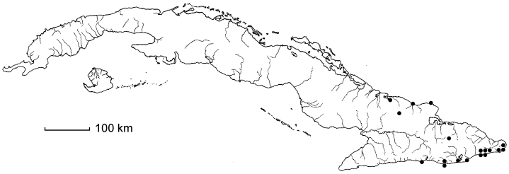 Bunchosia linearifolia subsp. linearifolia