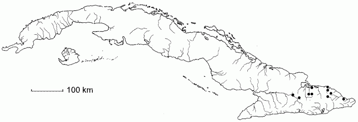 Buxus gonoclada subsp. orientensis