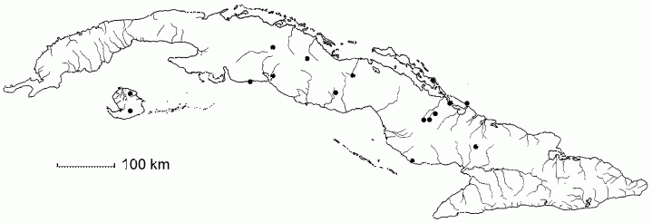 Caesalpinia bahamensis subsp. bahamensis
