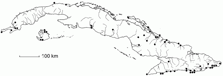 Caesalpinia pauciflora