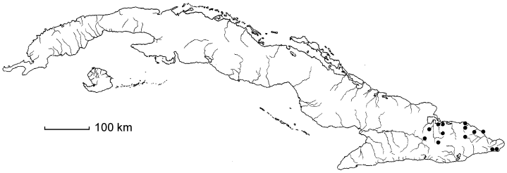 Calliandra pauciflora subsp. nipensis