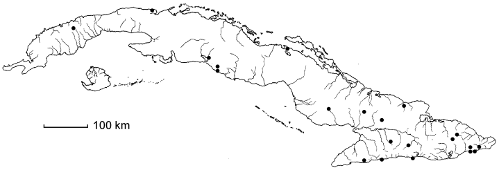 Carpodiptera cubensis subsp. cubensis