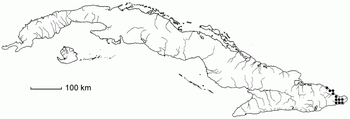 Casearia aquifolia
