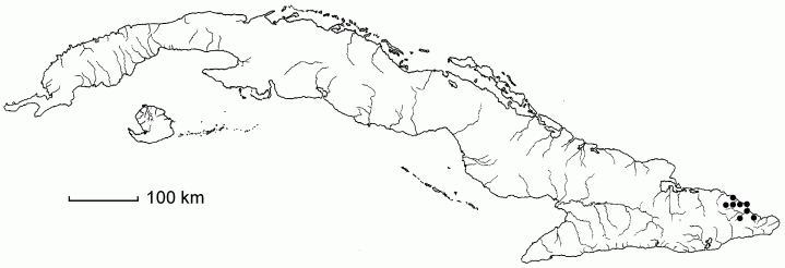 Casearia bissei