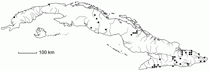 Casearia guianensis
