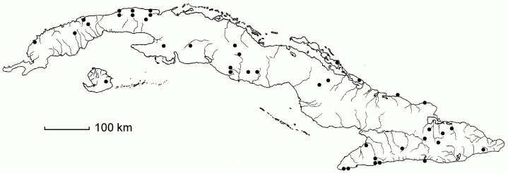 Casearia spinescens