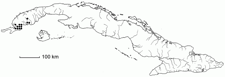 Cenchrus distichophyllus