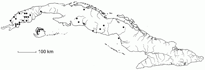 Chamaecrista hispidula
