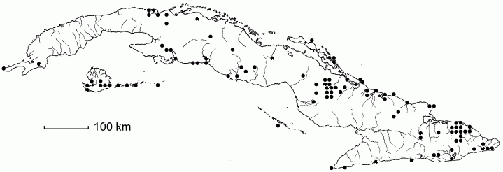 Chamaecrista lineata