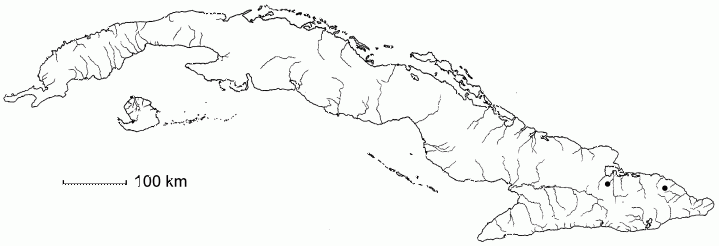 Chamaecrista pedicellaris subsp. pedicellaris