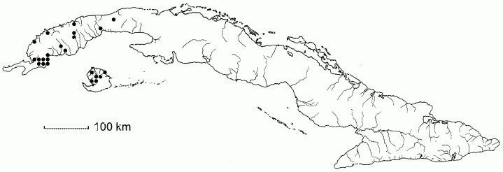 Chamaecrista pygmaea