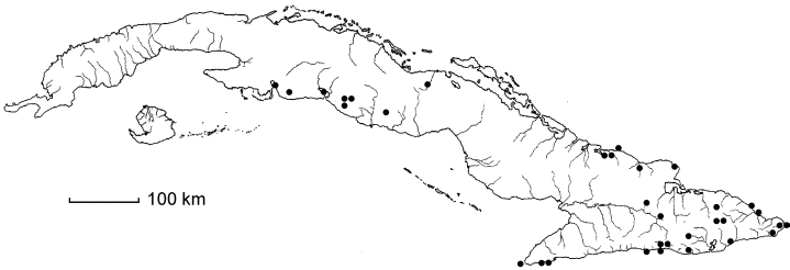 Chionanthus ligustrinus