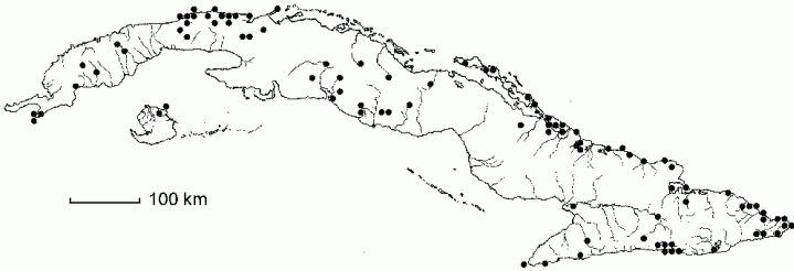 Citharexylum spinosum