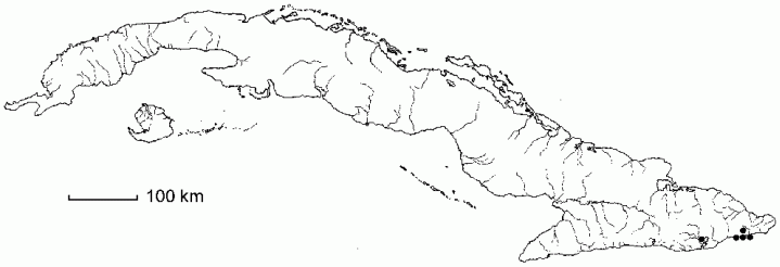 Cleome procumbens subsp. procumbens