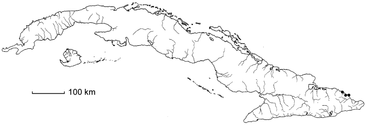 Coccoloba berazainae