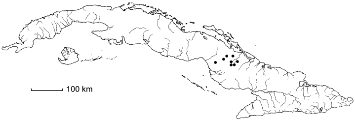 Coccoloba cowellii