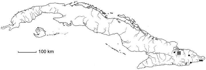 Coccoloba cristalensis