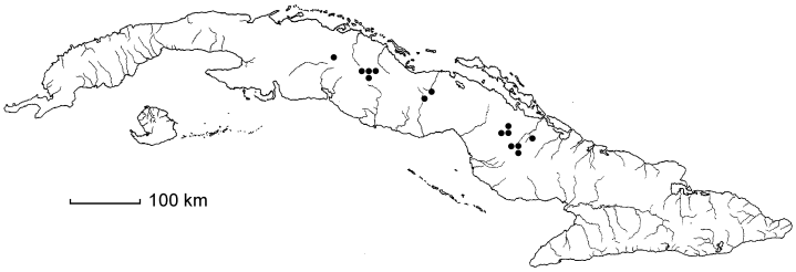 Coccoloba geniculata