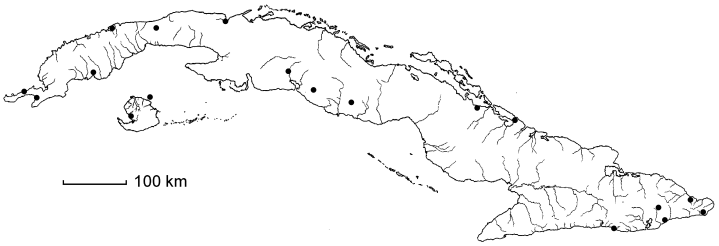 Corchorus siliquosus