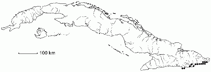 Crossopetalum pungens