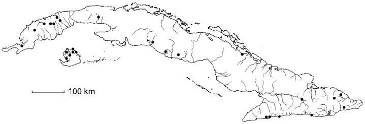 Cupania americana