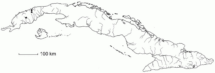 Cynometra cubensis subsp. ophiticola