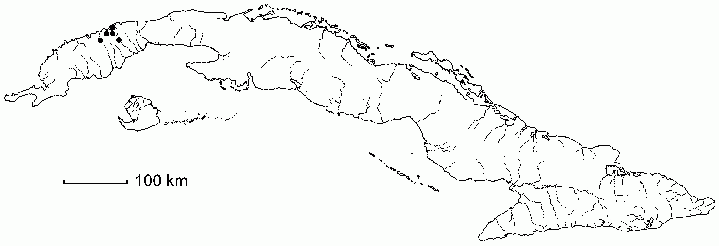 Cyrilla microareolata subsp. macrophylla