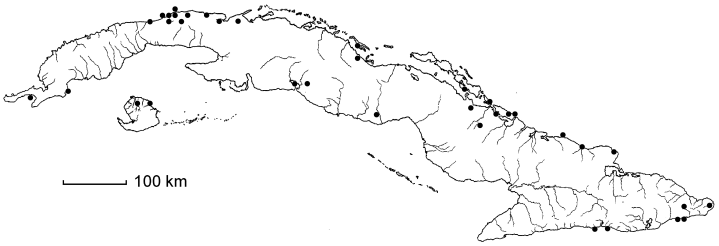 Dactyloctenium aegyptium