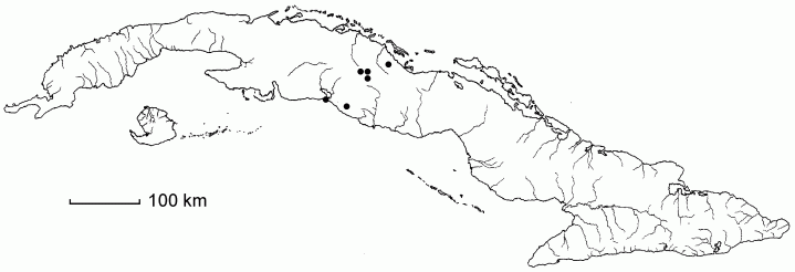 Daphnopsis oblongifolia