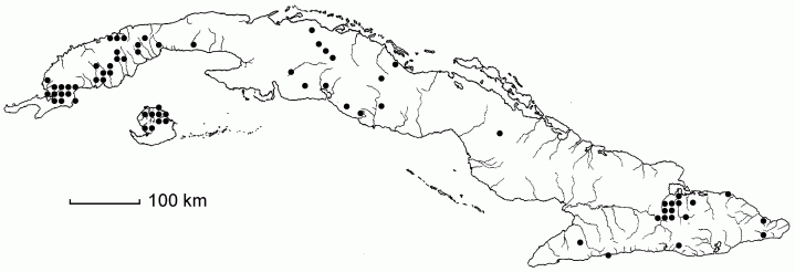 Dichanthelium aciculare