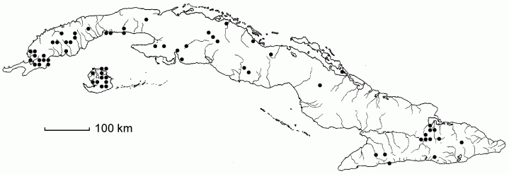 Dichanthelium dichotomum